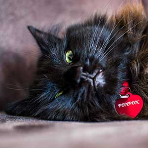 PonPon - Hunde/katte tegn rødt hjerte i aluminium