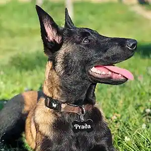 Prada - Hunde/katte tegn sort ben i aluminium