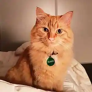 Oliver - Hunde/katte tegn grøn cirkel i aluminium