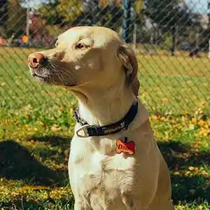 Dona - Hunde/katte tegn Rød knogle i silikon